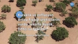 Kuraklık Antep fıstığını vurdu