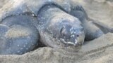 FILE - A leatherback turtle weighing almost half a ton prepares to bury her eggs in the sand at daybreak on May 2, 2013, on a narrow strip of beach in Grande Riviere, Trinidad.