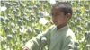 child workers in opium production