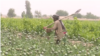 poppy cultivation kandahar