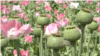 poppy increased in Kandahar 